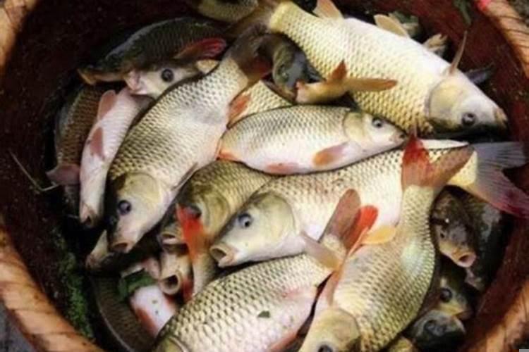 梦见捞了很多鱼虾蟹