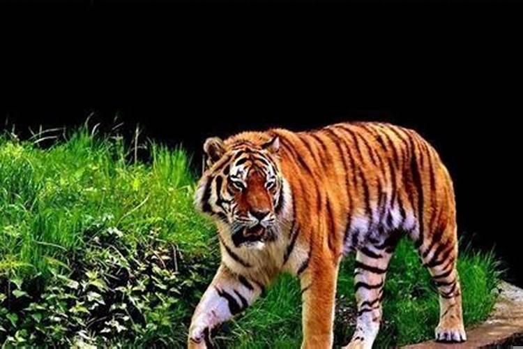 梦到被老虎追是什么?本命年梦见老虎是什么预兆女