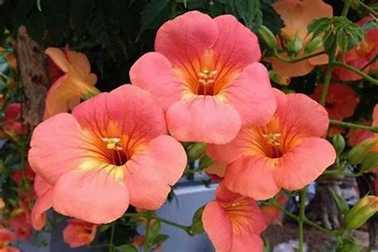 大门口种什么花好看有容易养殖又合适