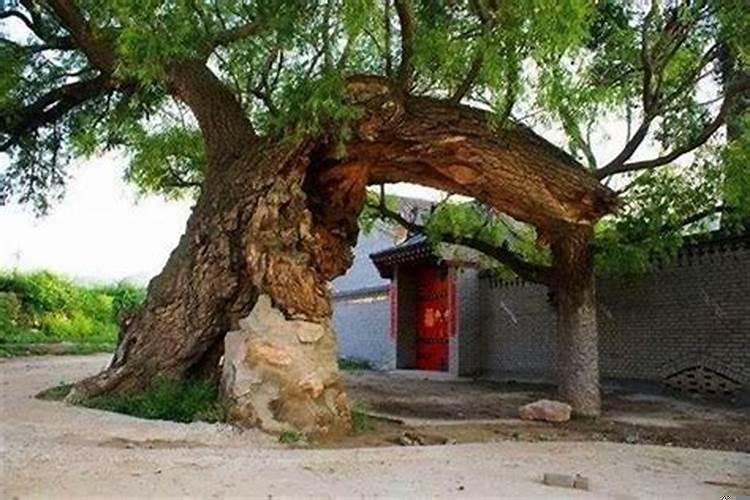 门前两边有大树对风水好不好