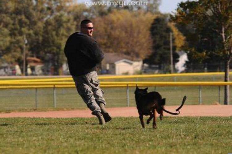 梦见蛇狗追我是什么意思