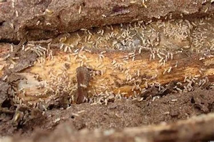 祖坟墓有白蚁好不好呢