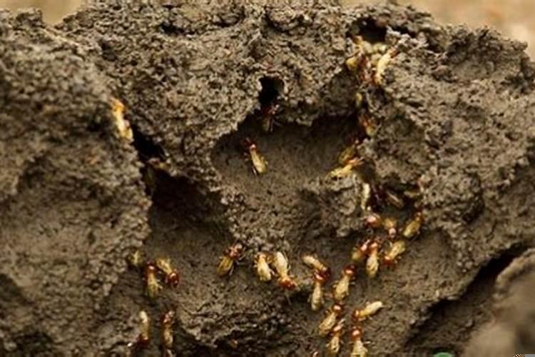 祖坟墓有白蚁好不好呢
