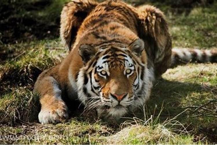 梦见我和家人被老虎追