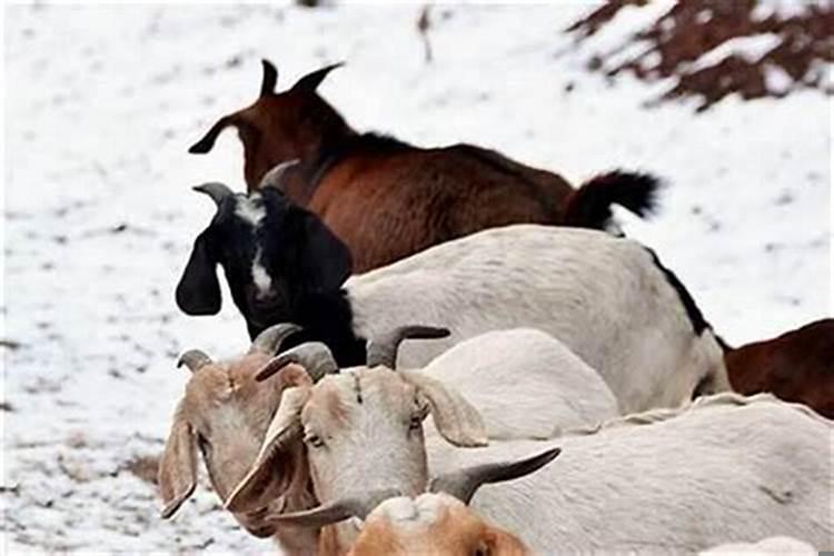 为什么属羊不吉利