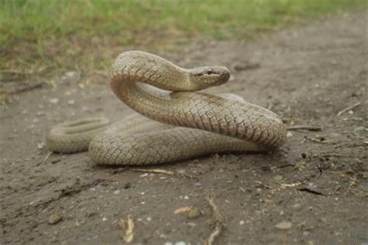 梦里总是梦见蛇怎么回事