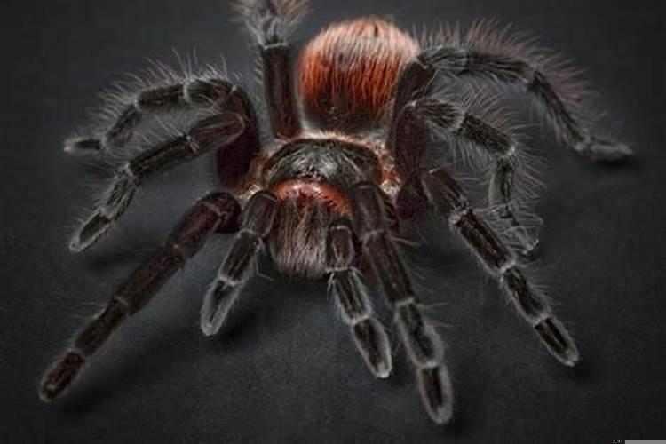 早上梦见大蜘蛛是什么预兆