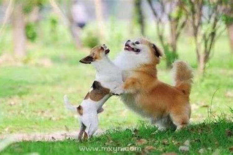 梦见狗咬自己但是没咬到是什么意思