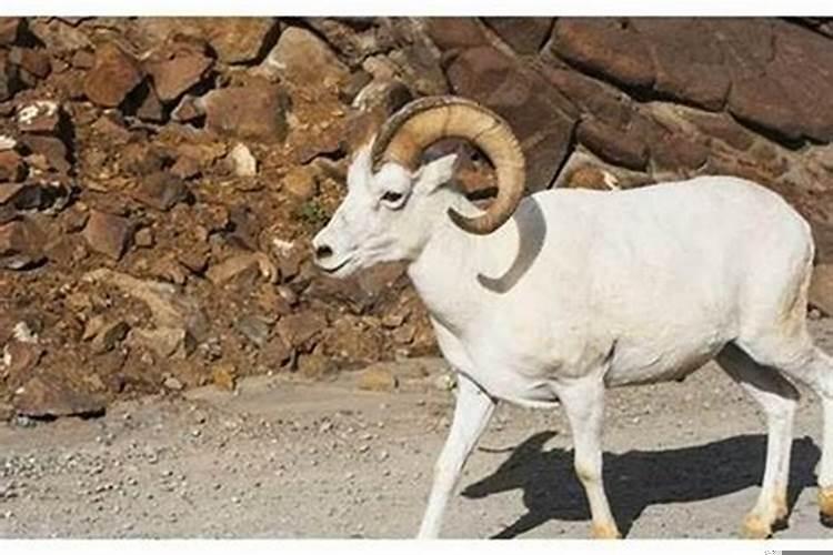 为什么属羊不吉利