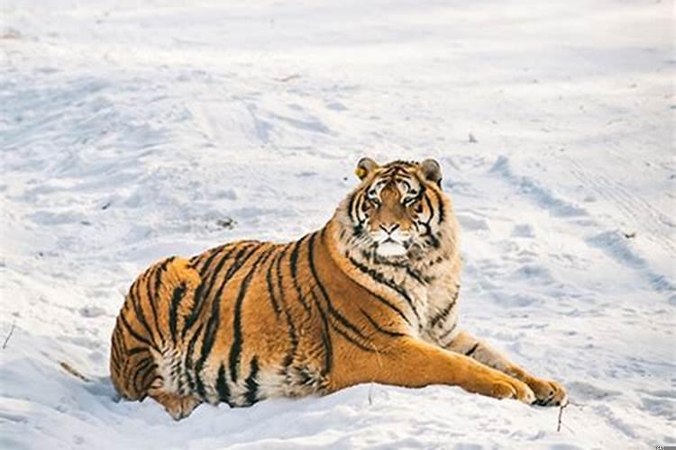 梦见坐着马爬犁