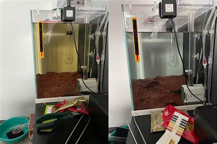 鱼缸里黄粉放多了对鱼有坏处吗