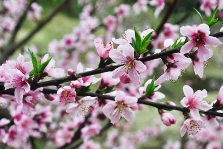 单身男怎样旺桃花？房间放什么花催桃花