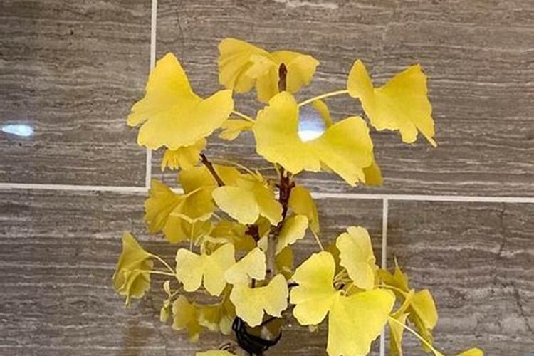 银杏树种什么方位好