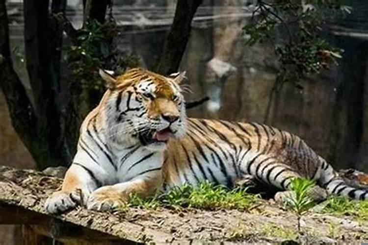 梦到老虎和猎豹是什么意思