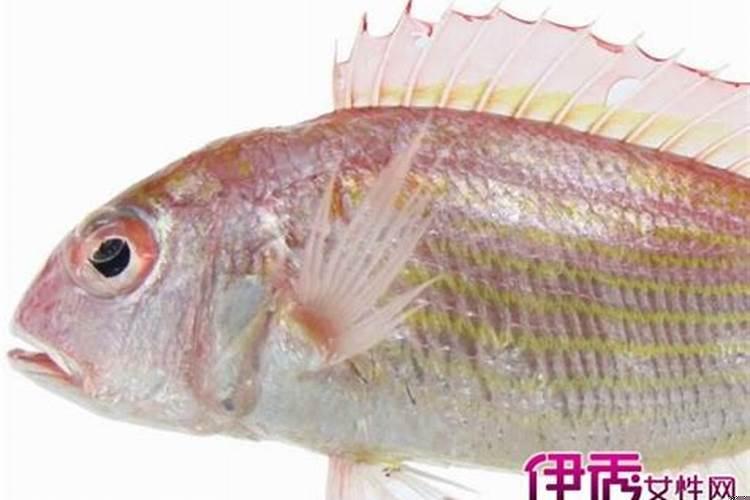 梦见好多死鱼是什么预兆女性