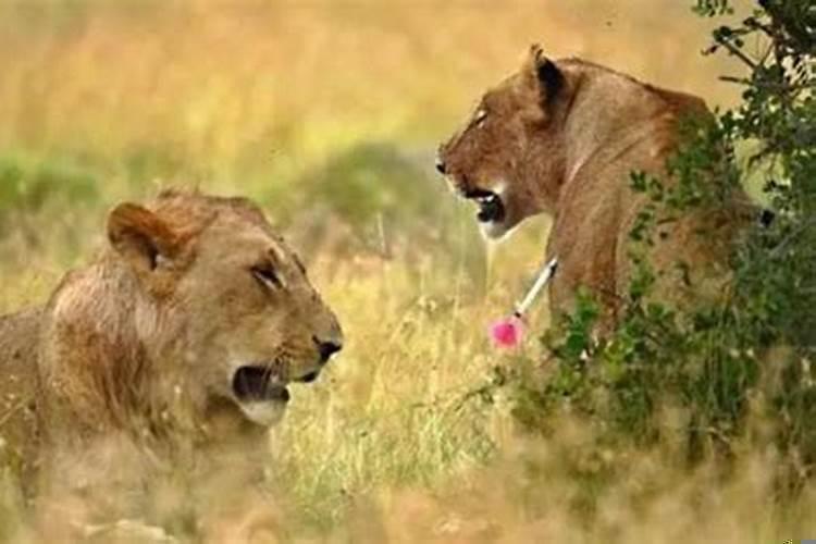 狮子座对性伴侣要求高吗