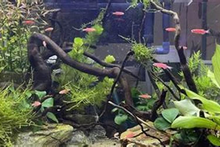 鱼缸里黄粉放多了对鱼有坏处吗