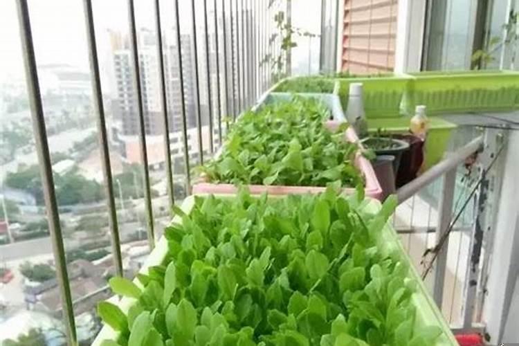 楼房阳台种什么菜好