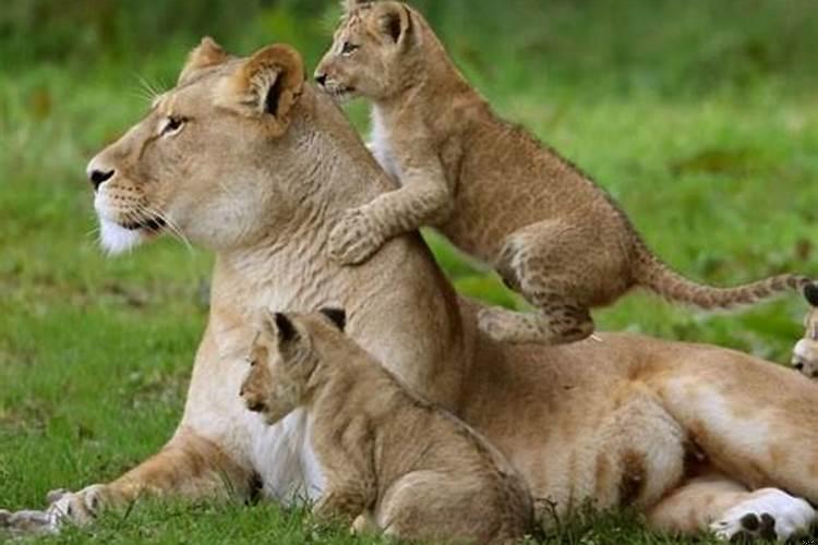 梦见小狮子是什么预兆