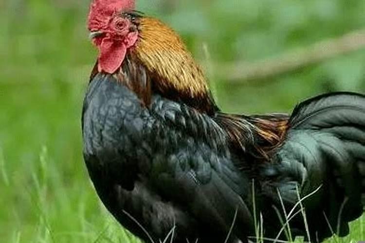 天生一对是情侣的生肖 属兔适合佩戴什么