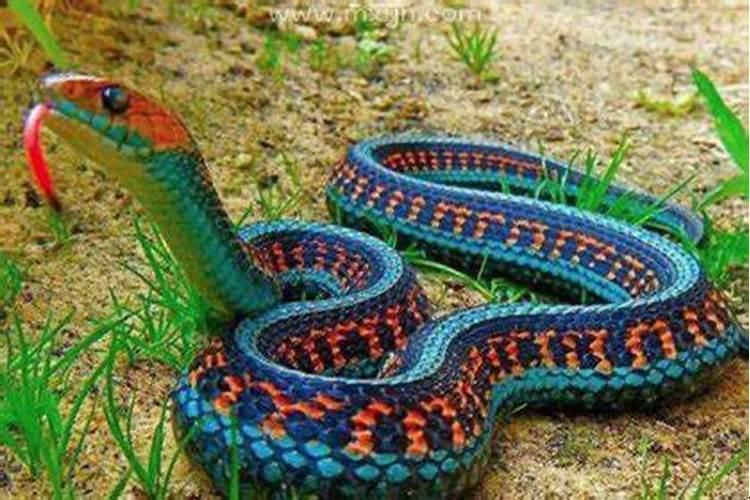 梦见好多蛇有什么征兆解梦