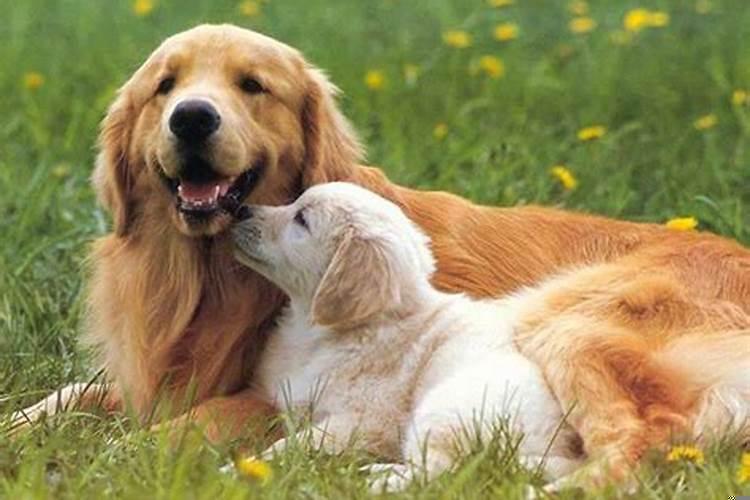 孕早期梦见小狗