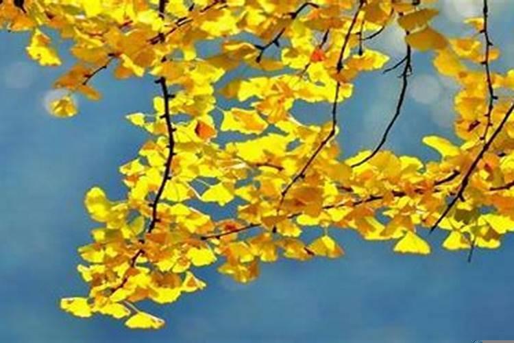 属蛇人几日出生最好命？2001年属蛇几月出生好女孩