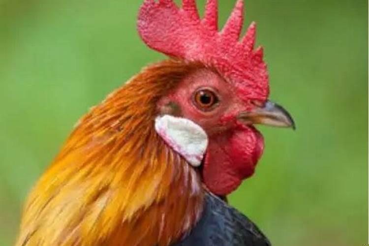 属鸡的人今日运势和财运如何？八字天福贵人