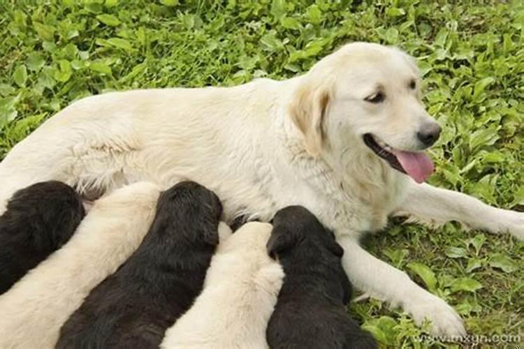 孕早期梦见小狗