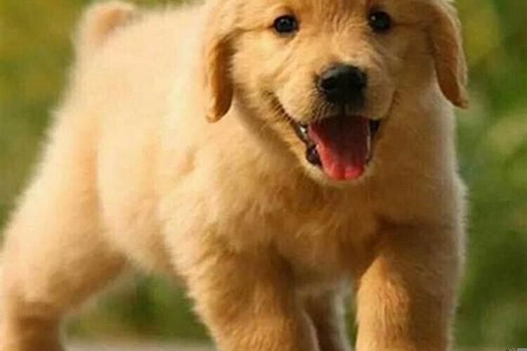 怀孕梦到狗咬预示着什么