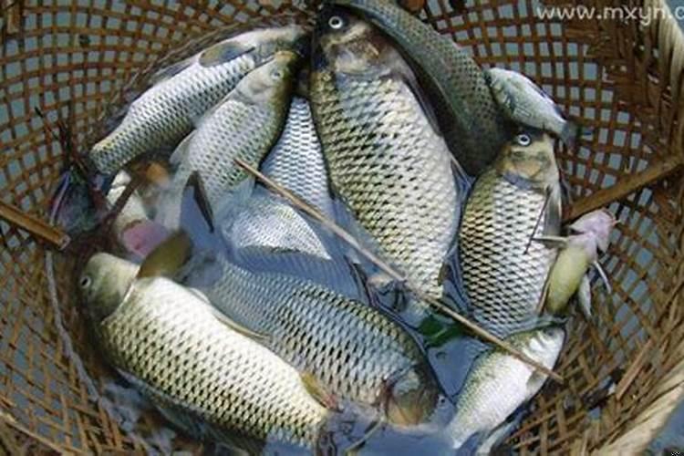 梦到好多鱼会咬人