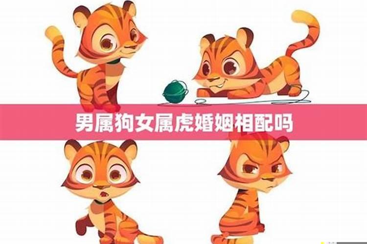 女属虎和男属狗的相配吗?男狗女虎婚姻相配好不好