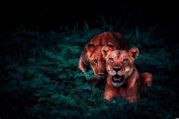 梦见小狮子是什么预兆