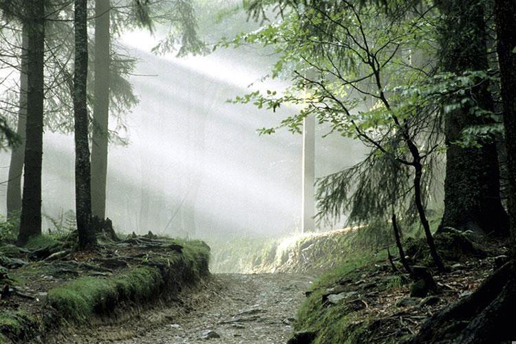 2025年生属兔的什么命？今年是兔子本命年吗