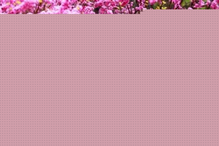 男生怎样增加桃花运？男生怎样招桃花运