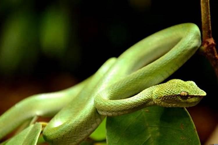 男人梦见蛇是什么预兆梦见