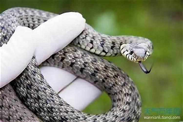 属蛇和属鼠的做生意合财吗？属蛇和属鼠的能一起做生意吗