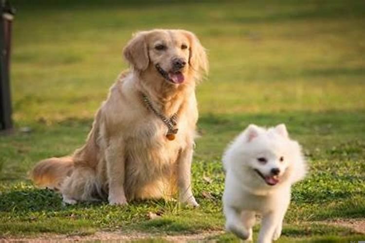 怀孕梦到狗咬预示着什么