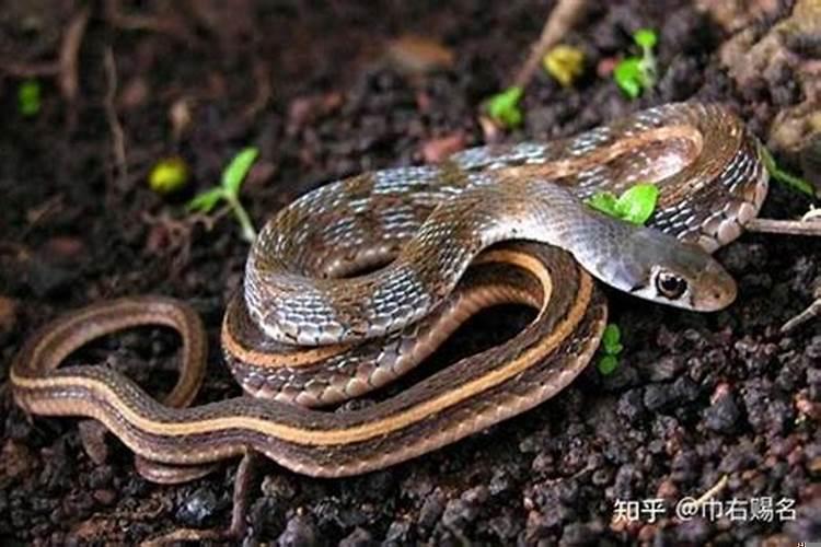 孕妇做梦梦见蛇是什么意思