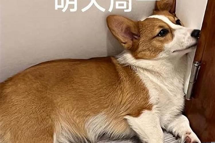 女人梦见好几条狗很听话