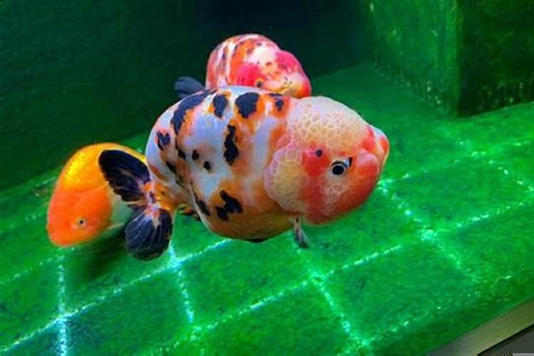 家庭鱼缸养很多鱼好吗