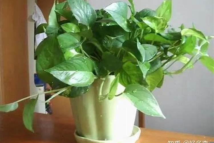 霉运缠身怎么化解呢？厄运怎样化解