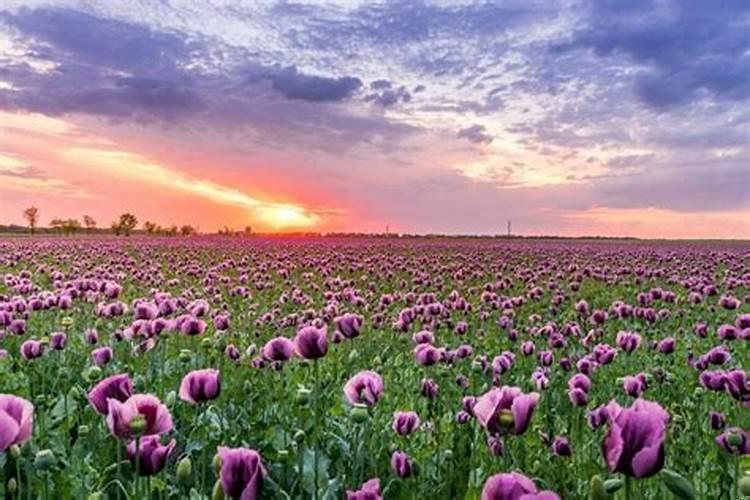 五月桃花运最好的星座（水瓶座男的桃花运）