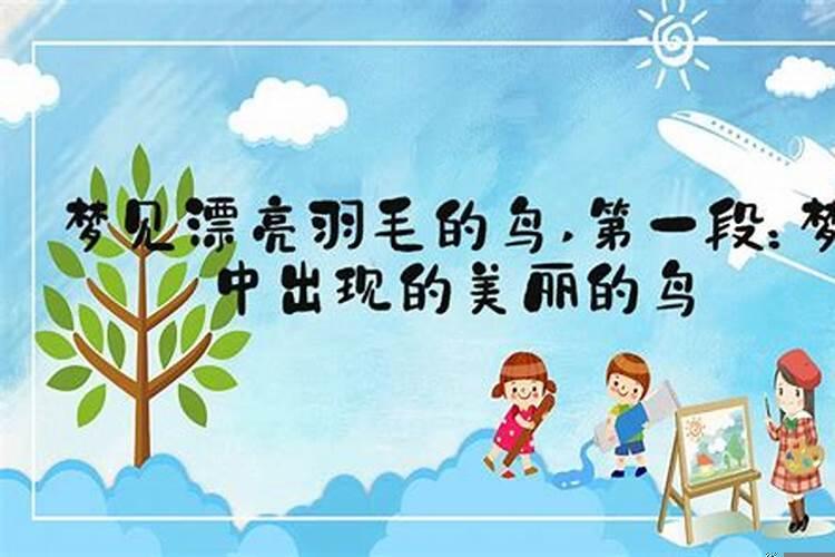 梦到漂亮的鸟