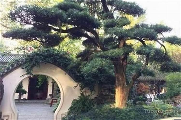 院门外适合栽什么树