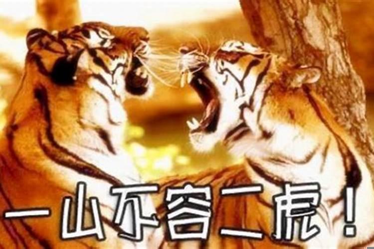 两个孩子都属虎(两个人一个属相合不合)