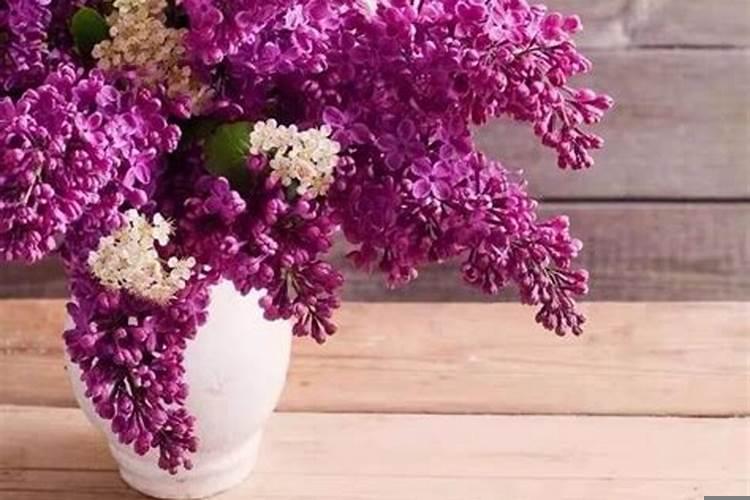 十二生肖的幸运物（在家养龙骨，是不是风水不好）