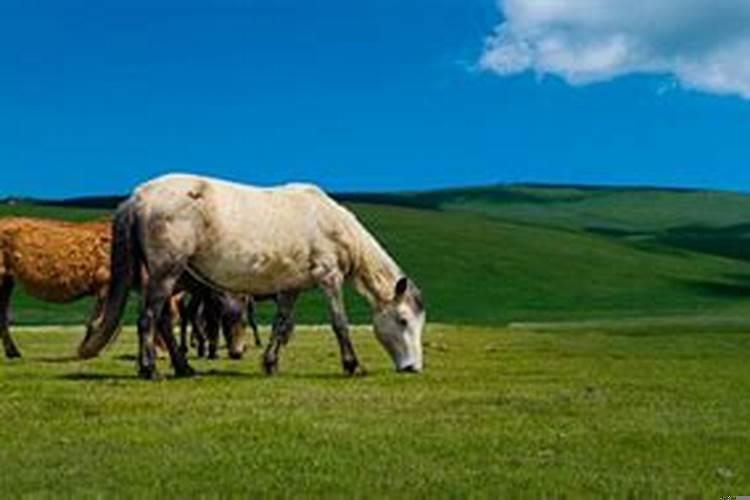 梦见马代表什么意思？梦见马什么意思啊