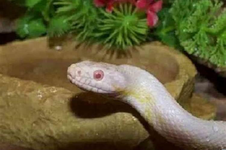 梦到蛇是不是会怀孕?梦到蛇怀孕预示着什么