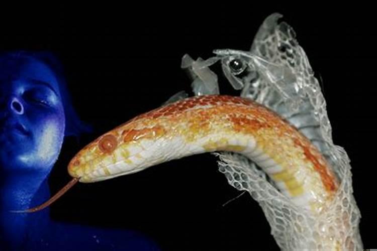 做梦梦到蛇有什么意义吗？梦到被蛇咬到手是什么意思啊